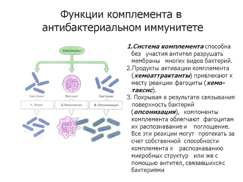 Система комплемента способна без  участия антител разрушать мембраны  многих видов бактерий. Продукты